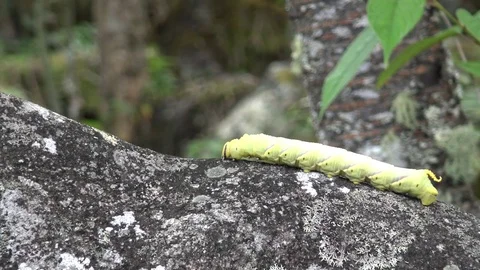 Caterpillar crawling on the stone. Stock Footage 71828232