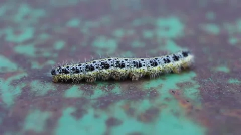 Caterpillar Crawling On Surface Stock Footage 67756059