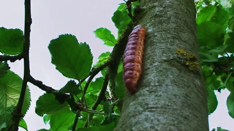 Caterpillar crawling on the tree Vídeos de archivo 44751003