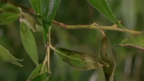 Caterpillar crawling on tree trunk Stock Footage 205985420