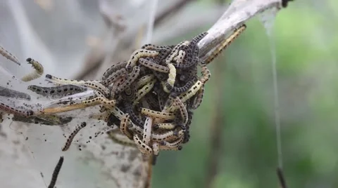 Caterpillar crawling upwards a tree Stock Footage 64693908