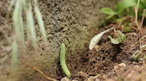 Caterpillar crawling on wall Stock Footage 41380447