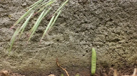 Caterpillar crawling on wall Video stock 41380451