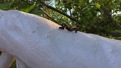 A caterpillar crawling on a white stone Stock Footage 71626397