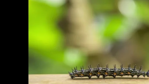 Caterpillar Crawling on Wood. Stock Footage 306335538