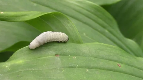 Caterpillar crawls along the bar Stock Footage 39830207