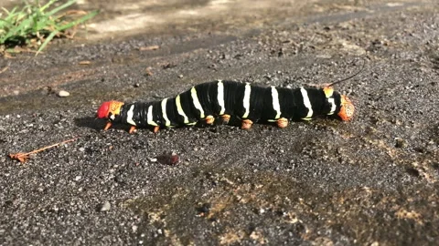 Caterpillar crawls on ground Stock Footage 219706408