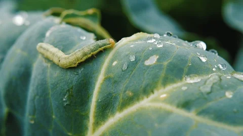 Caterpillar crawls on a leaf of cabbage with water drops. Vermin ruins the crop Video stock 123432049