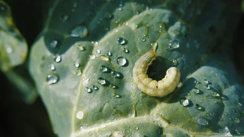 Caterpillar crawls on a leaf of cabbage with water drops. Vermin ruins the crop Stock Footage 123432103