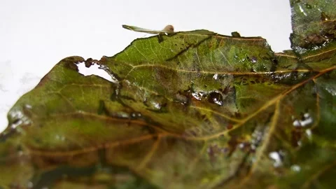 The caterpillar crawls on the leaf. Insects on plants. pest isolate. Animal worl Stock Footage 220690935