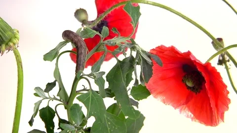 The caterpillar crawls over the plants. Video stock 77479725