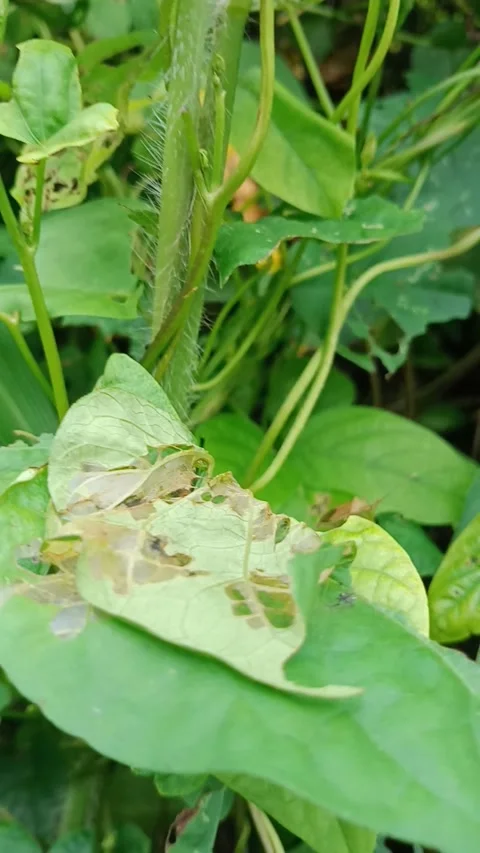 A caterpillar crawls up the plant Stock Footage 265574136