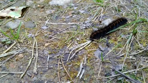 Caterpillar crawls the road-2 Stock Footage 160807156