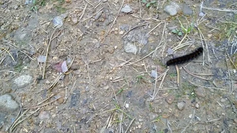 Caterpillar crawls the road Stock Footage 160807158