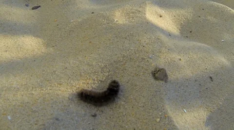 Caterpillar Crawls in Sand Stock Footage 36135537