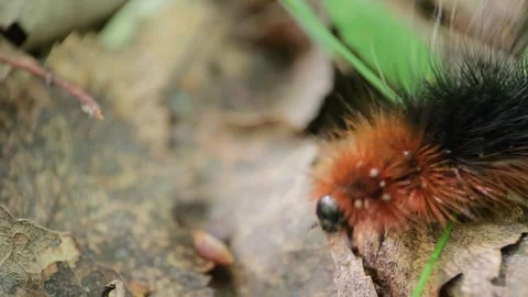 Caterpillar crawls through the summer forest in macro 8k Stock Footage 243786649