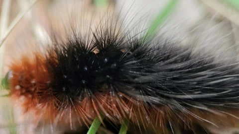 Caterpillar crawls through the summer forest in macro 8k Stock Footage 243786687
