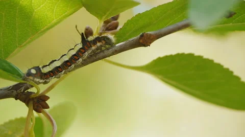 Caterpillar crawls upon a twig 스톡 동영상 58602416