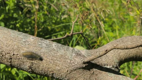 The caterpillar creeps along the trunk of a tree Stock Footage 86526655
