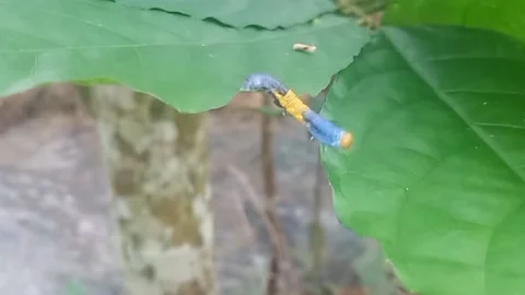 Caterpillar crosses between the leaves Stock Footage 221010343