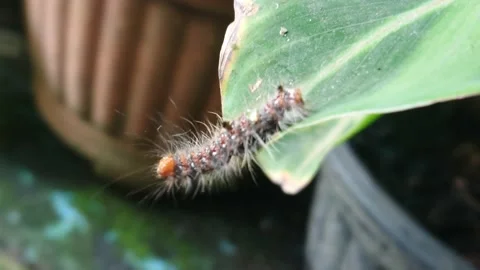Caterpillar Crosses the leaf Vídeos de archivo 222484460