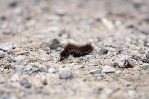 Caterpillar crossing (front/side) Stock Photos