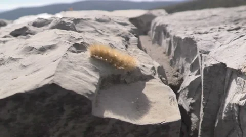 Caterpillar crossing over Stock Footage 69016408