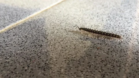 The caterpillar crow Stock Footage 231220744