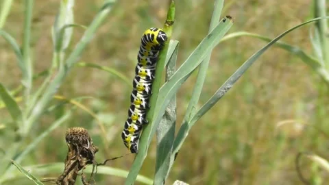 Caterpillar Cucullia lactucae close-up Video stock 169756312