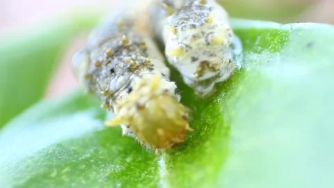Caterpillar curled on a leaf Vídeo Stock 156014617