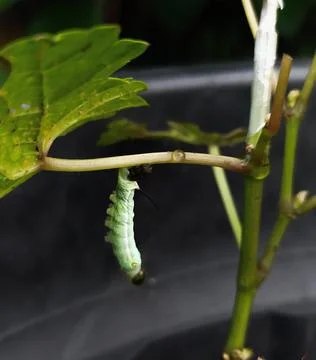 Caterpillar cycle Stock Photos