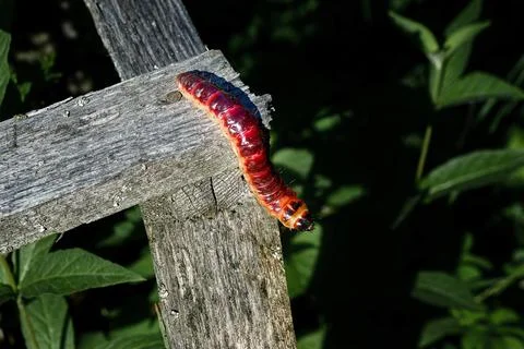 Caterpillar on a dark background. Stock Photos