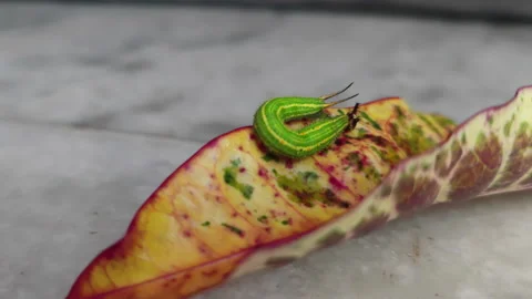 CaterPillar On A Dead Leaf 8K Video stock 211675200