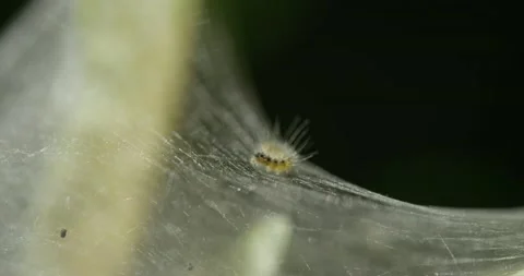 Caterpillar Decides Where To Go Stock Footage 130335239