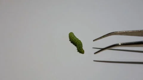 The caterpillar defends itself with warning movements in front of the tweezer Stock Footage 136574859