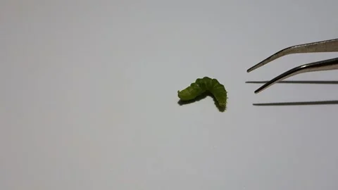 The caterpillar defends itself with warning movements in front of the tweezer Stock Footage 136575630