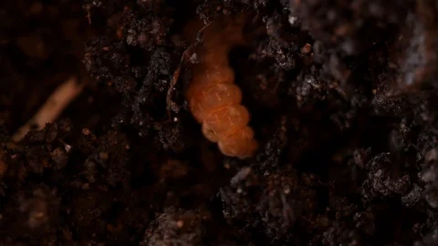 Caterpillar in dirt Video stock 90463594