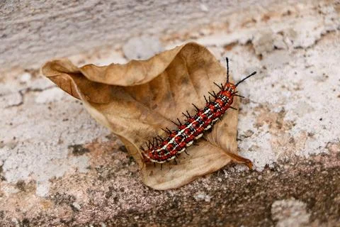 Caterpillar on dry leaf outdoors Stock Photos