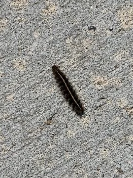 Caterpillar- Easter Tent Stock Photos