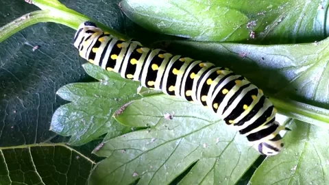 The Caterpillar of an Eastern black swallowtail Caterpillar Crawls on Leaves, 4k Stock Footage 344012392