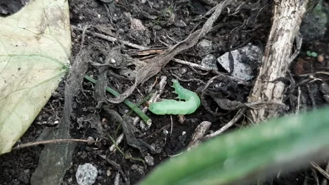 Caterpillar Eating Ant Stock Footage 325513316