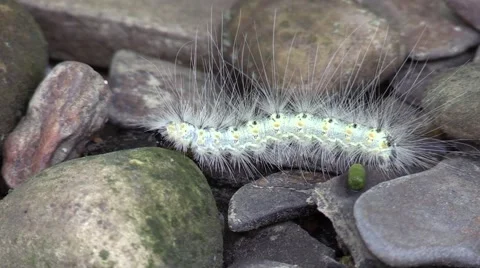 Caterpillar eating on bed of river rocks Stock Footage 67441383