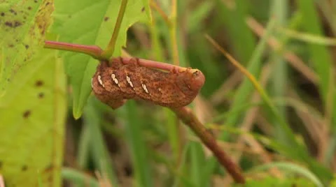 Caterpillar Eating Close Up Stock Footage 11139794