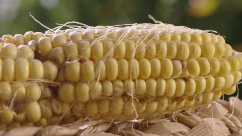 Caterpillar eating corn on the cob Stock Footage 143280542
