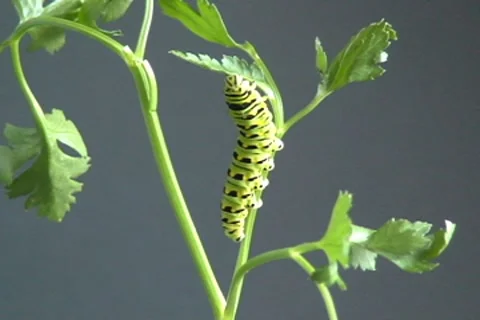 Caterpillar eating Stock Footage 7130030