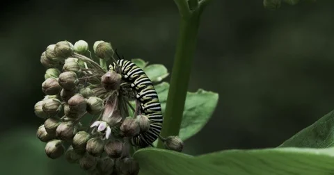 Caterpillar eating Video stock 83214827