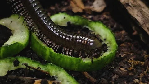 Caterpillar eating Stock Footage 275556791