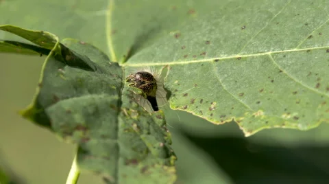 The caterpillar eating the green leaf Stock Footage 64376951