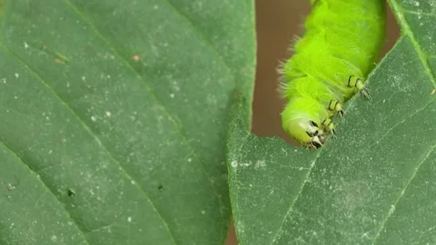 Caterpillar eating green Leaf Macro shot Close up 4K Stock Footage 94573485