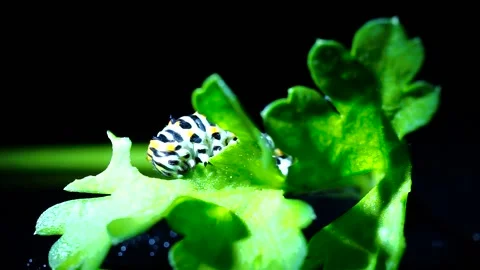 Caterpillar eating a leaf. Close-up view. Stock Footage 133078846